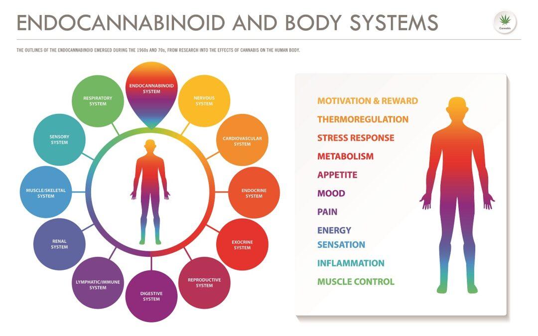 Cannabis_endocannabinoid_system