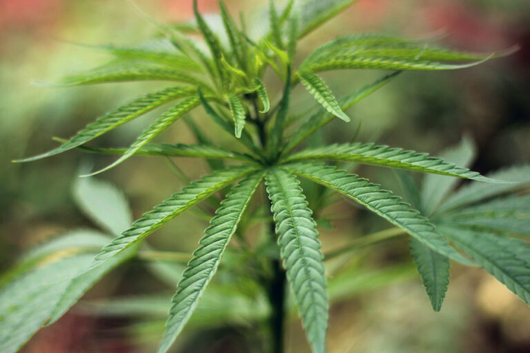 Cannabis Cultivars