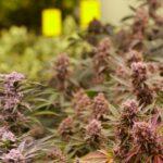 Pesticide Free Cannabis