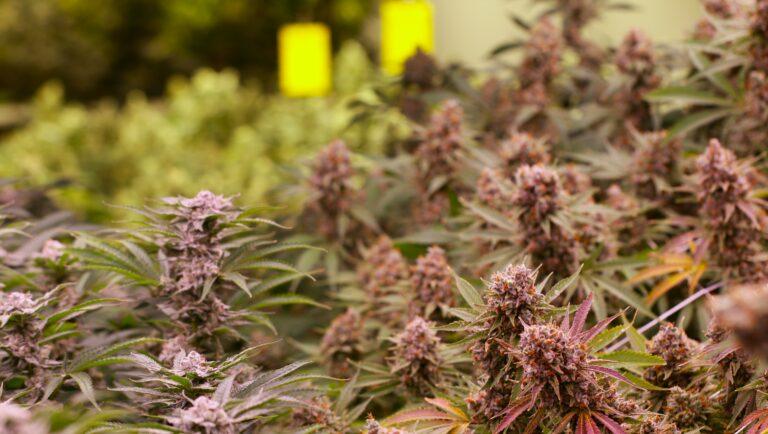 Pesticide Free Cannabis