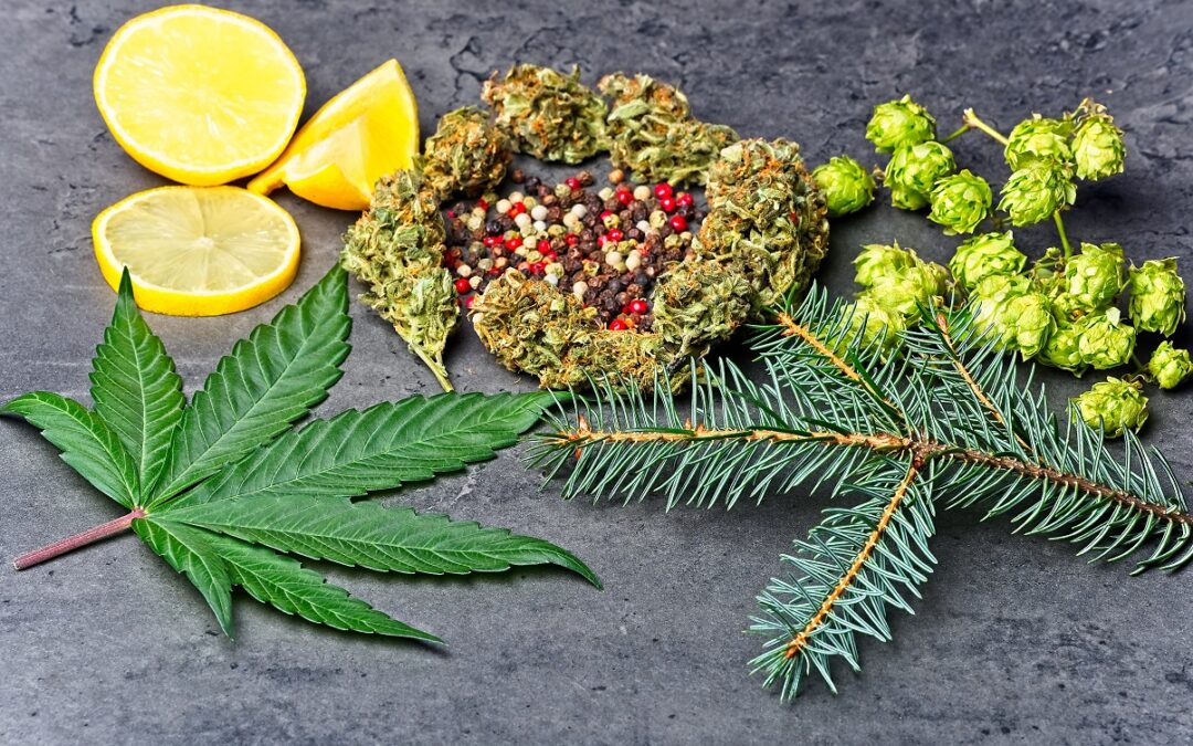 Cannabis Terpenes - Botanical Terpenes