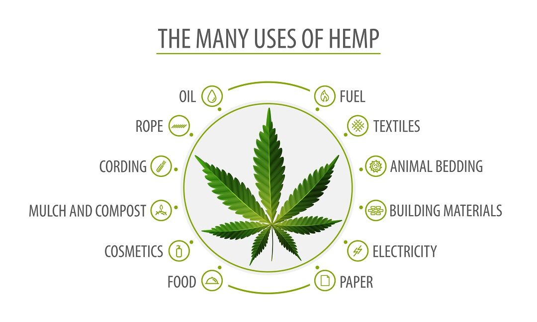 Cannabis Hemp - Uses