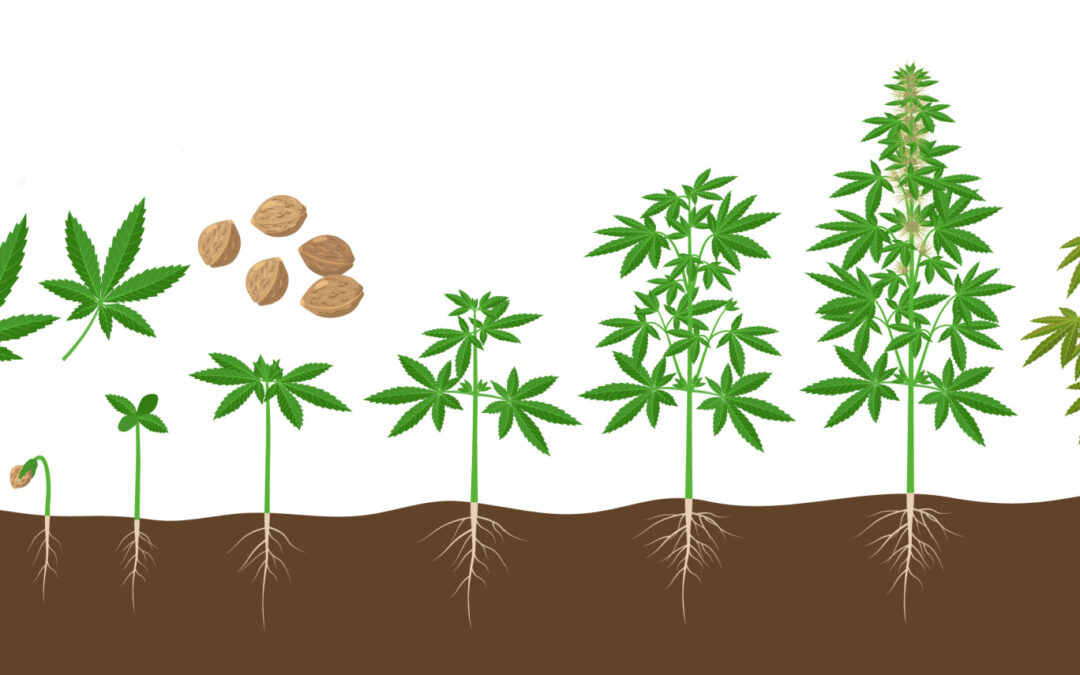 The Anatomy of Cannabis Plants