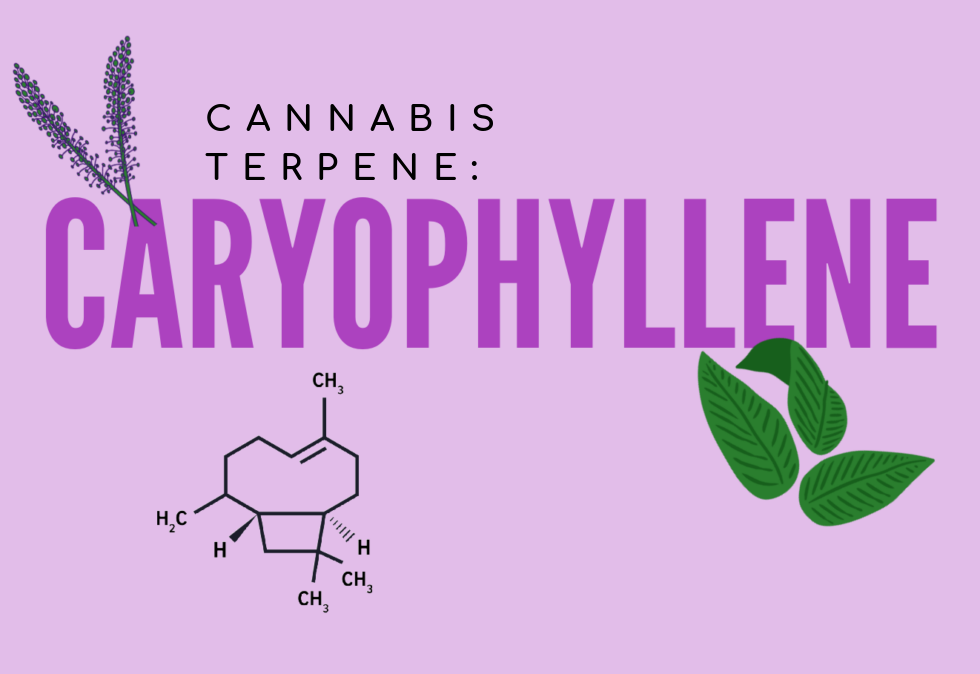 Cannabis Terpenes: Caryophyllene