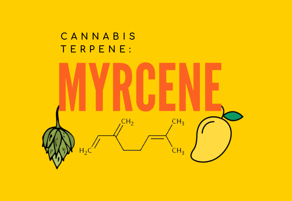 Myrcene Cannabis Terpene