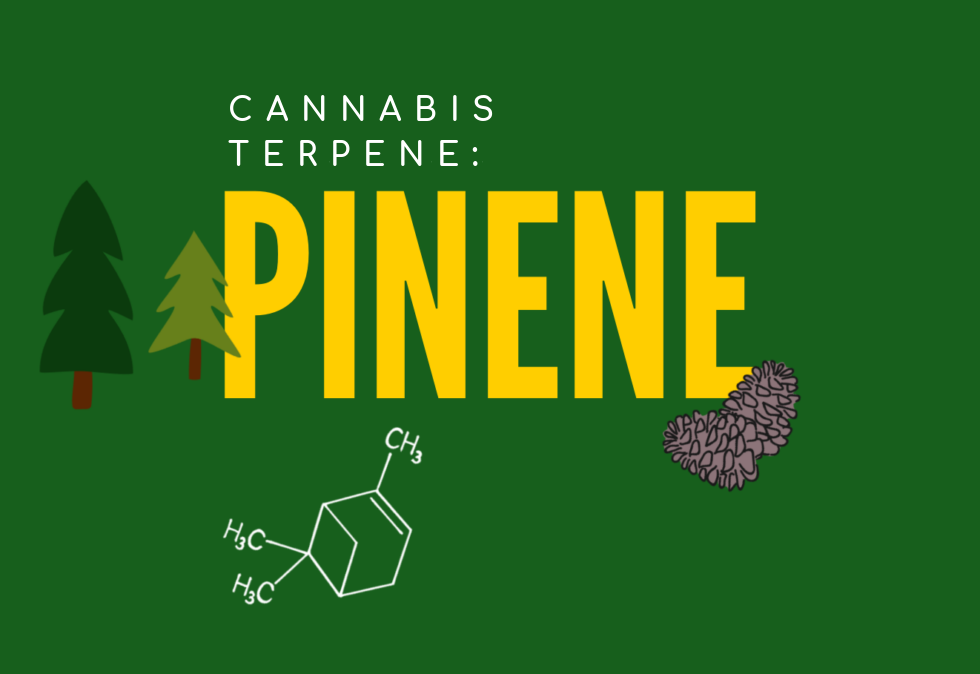 Cannabis Terpene - Pinene