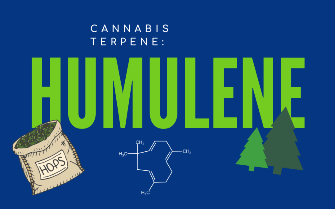 Cannabis Terpenes: Humulene