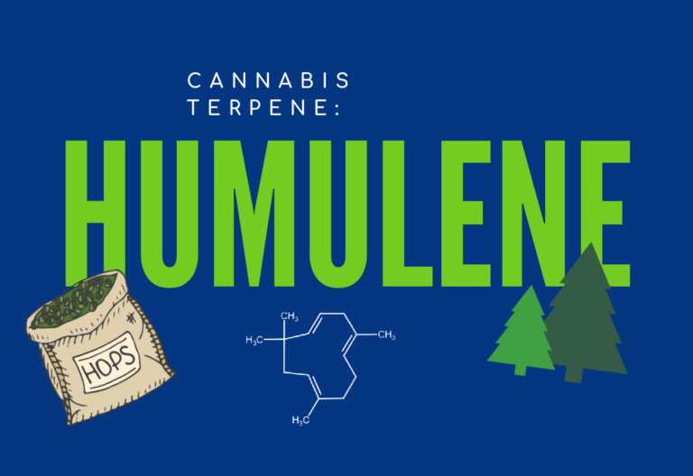 Cannabis Terpene - Humulene