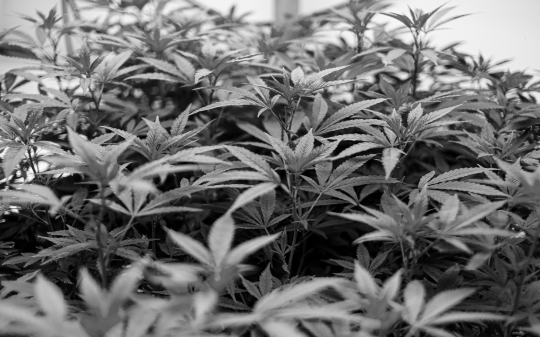 7 Reasons To End Cannabis Stigmas