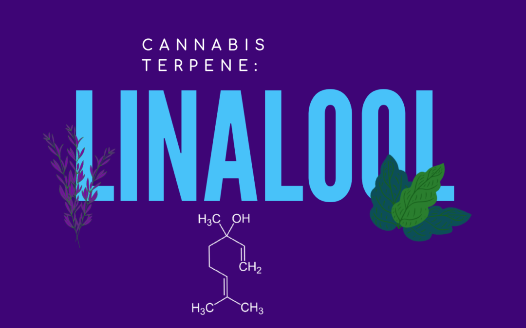 Cannabis Terpene: Linalool