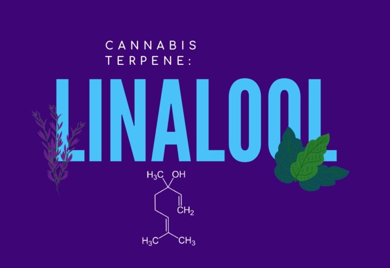 Cannabis Terpene: Linalool