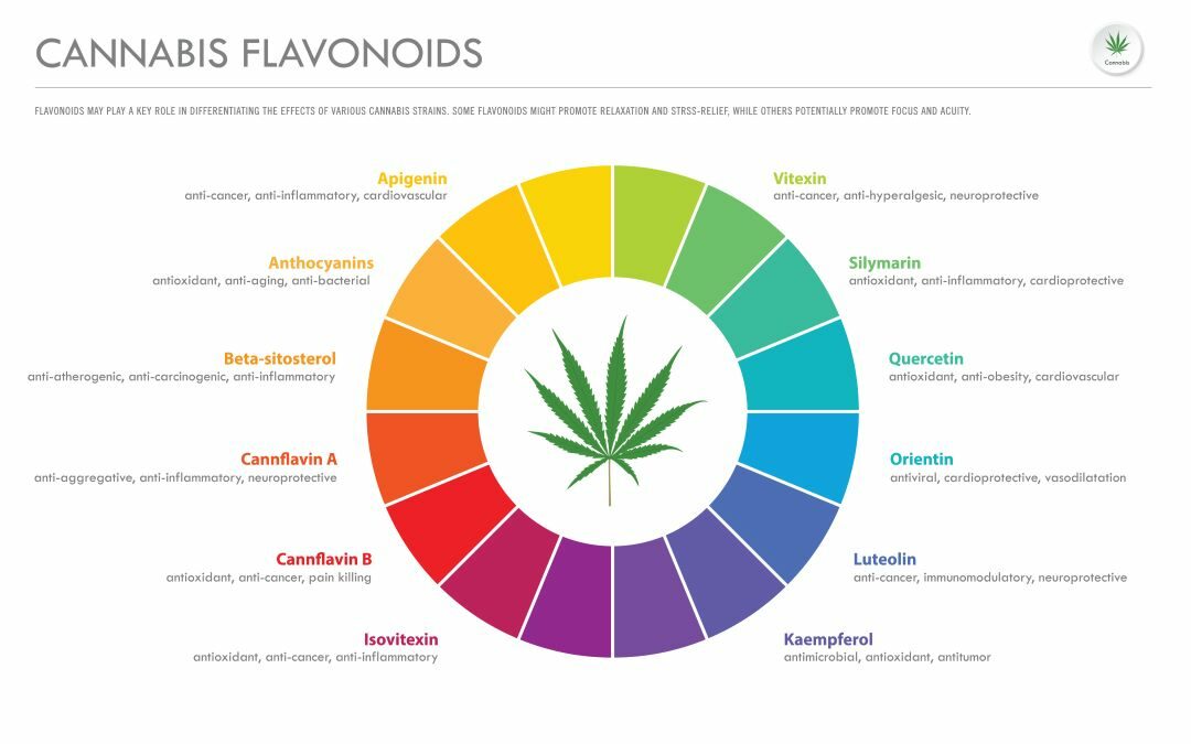 Flavonoids and Cannabis