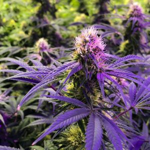 Clean Cannabis - Pesticide Free Flower